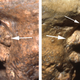 The ear canals of the Neandertal fossil Shanidar 1 show serious deformities that would likely have caused profound deafness. (Image: Erik Trinkaus)
